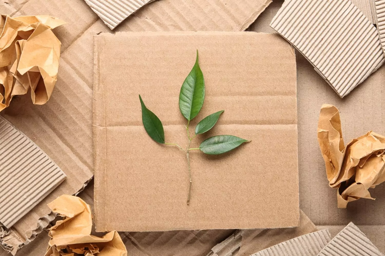 Sustainable Packaging – Trends, Benefits, and Impact