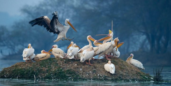 Bharatpur Bird Sanctuary, Rajasthan