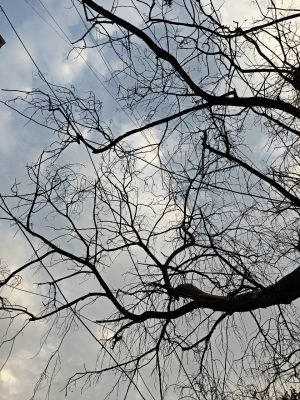 OnePlus 13 Camera review - Sample Photo