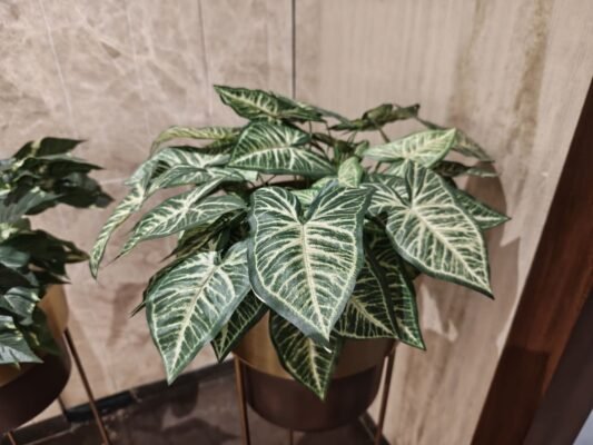 Picture click from nothing 3 Main camera(indoor)
